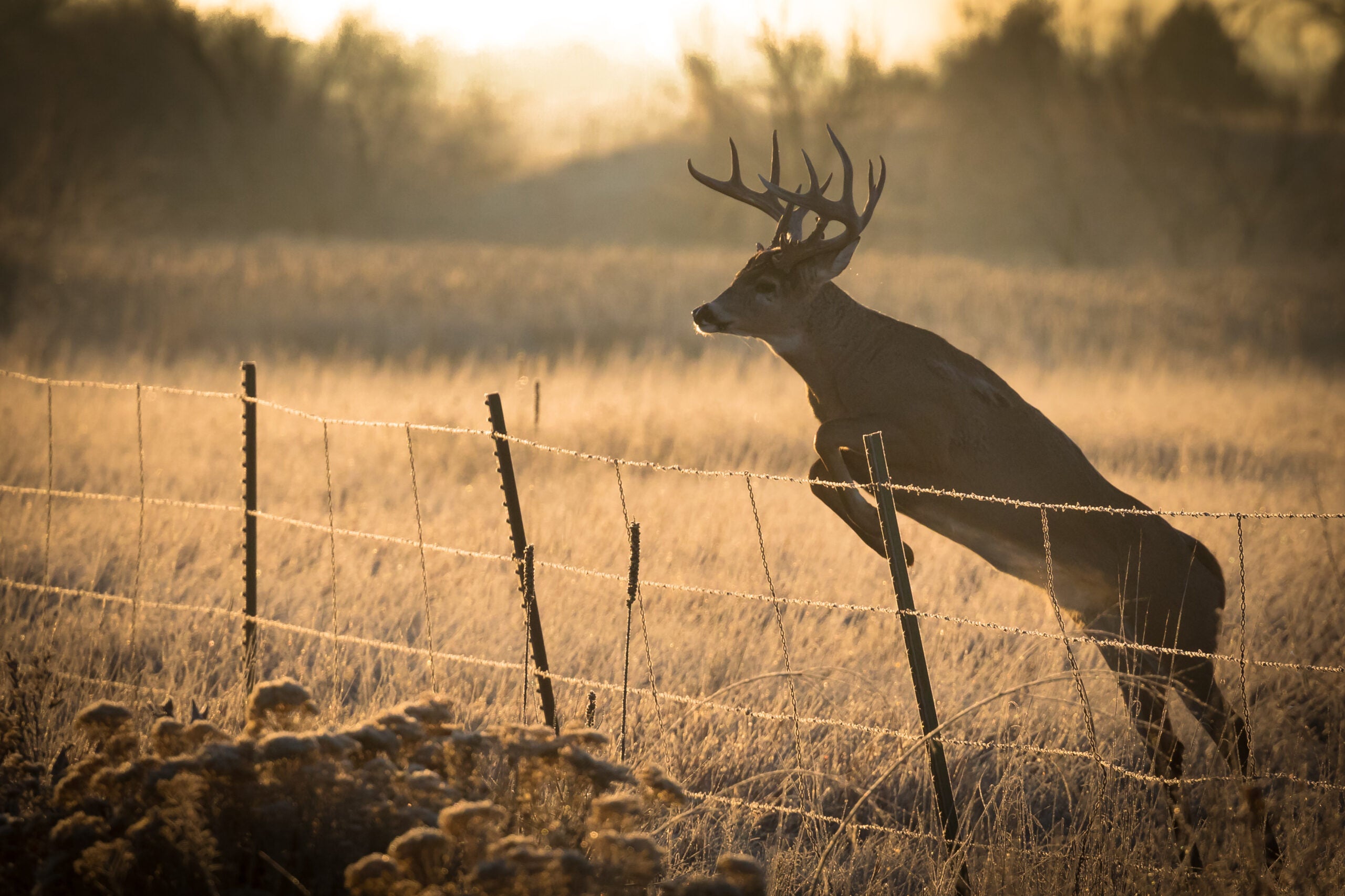 photo of a deer jumping over a barbed-wire fence
