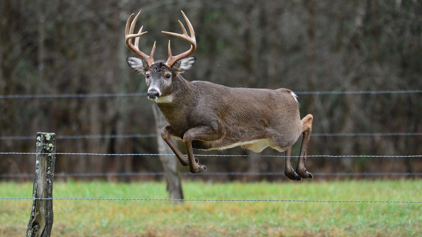 photo of whitetail deer jumping a fence