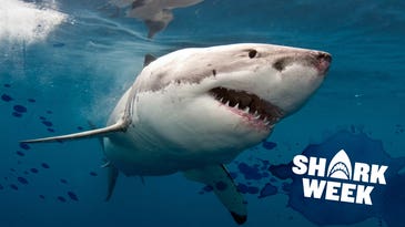 How Many Shark Attacks Are There Per Year?