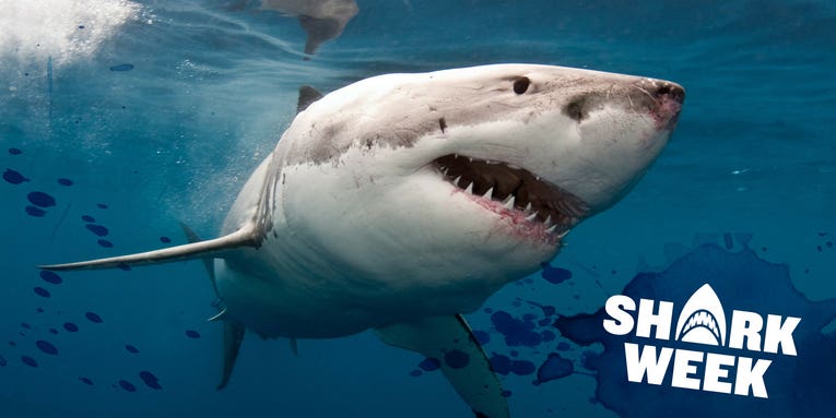 How Many Shark Attacks Are There Per Year?