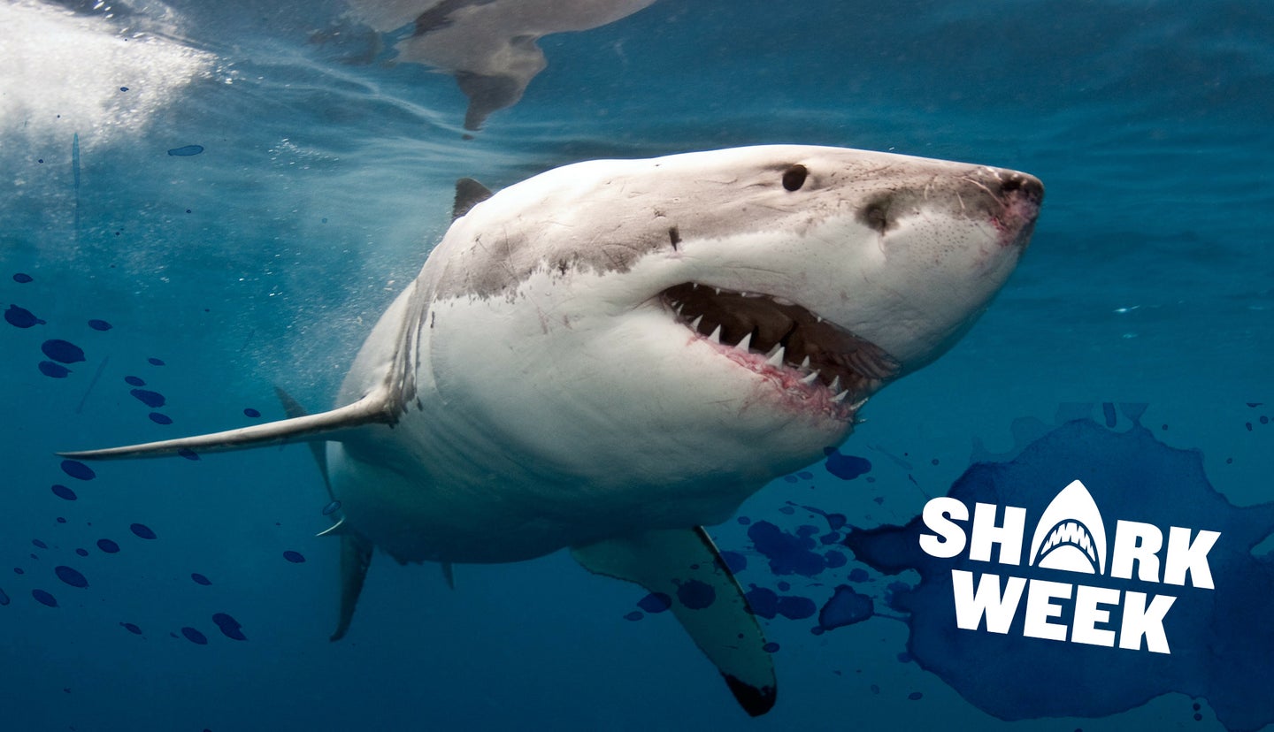 great white shark swimming in water