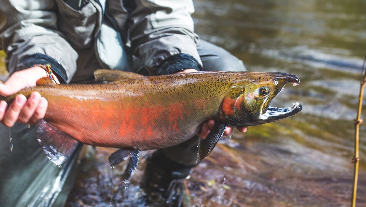 Essential Gear For Fly Fishing Coho Salmon