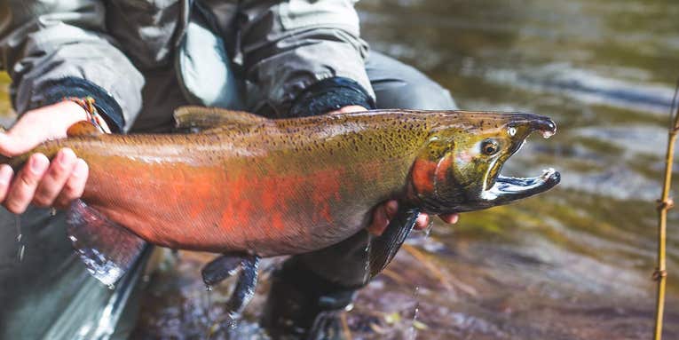 The Best Salmon Lures of 2024