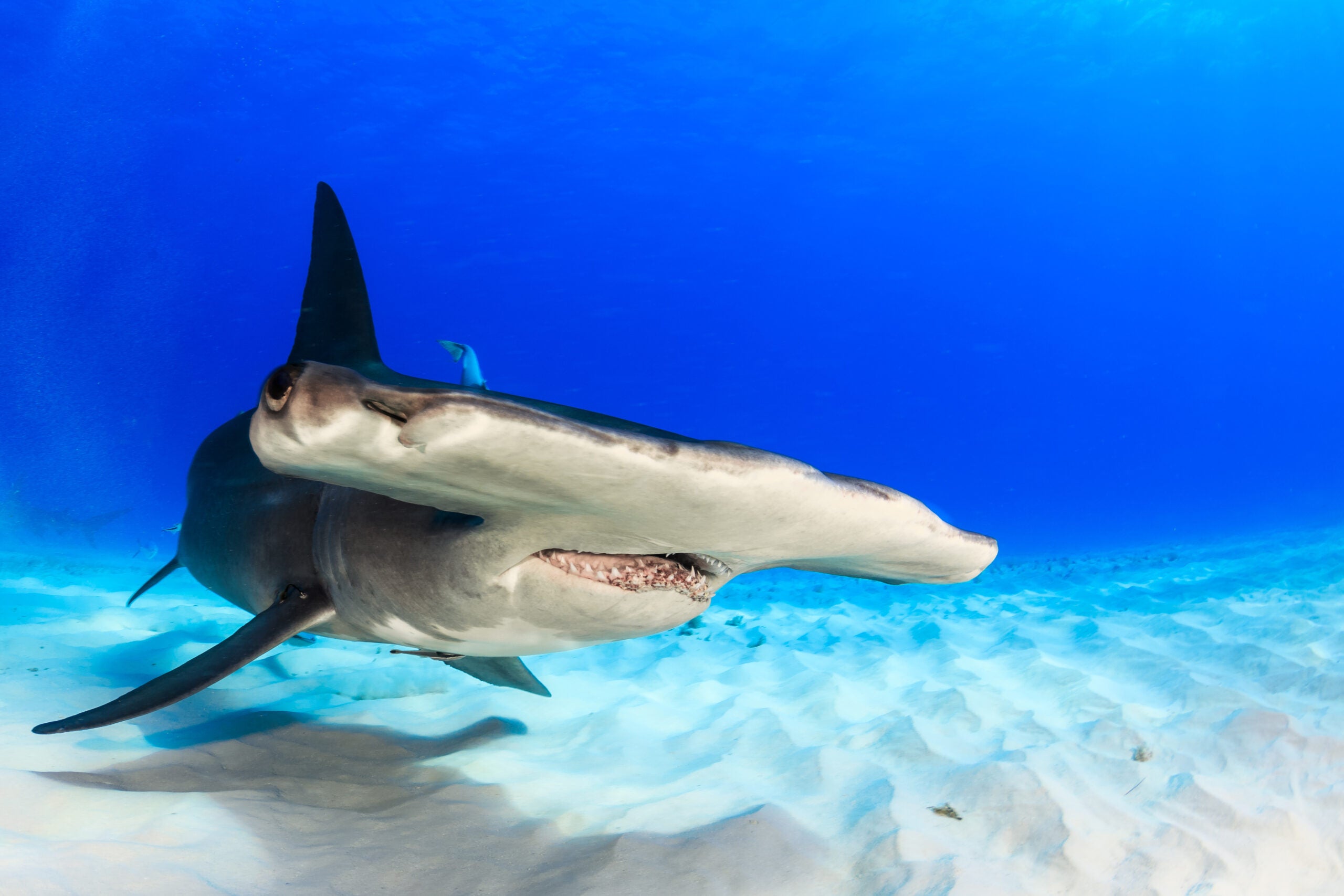 Great hammerhead shark swimming over the sand looking for food in shallow water, Bimini, Bahamas