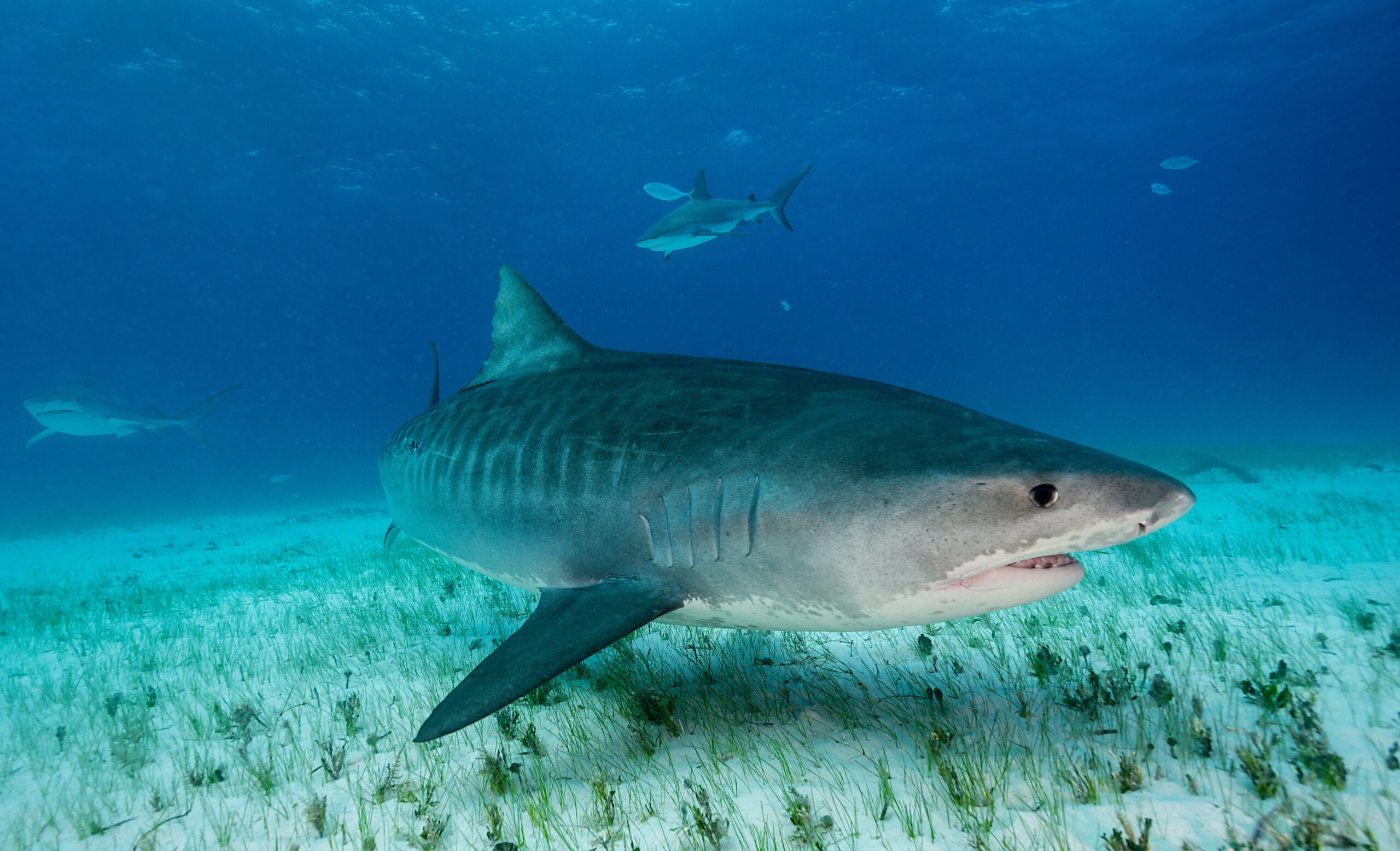 Tiger shark underwater near Grand bahama Bahamas.