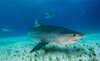 Tiger shark underwater near Grand bahama Bahamas.