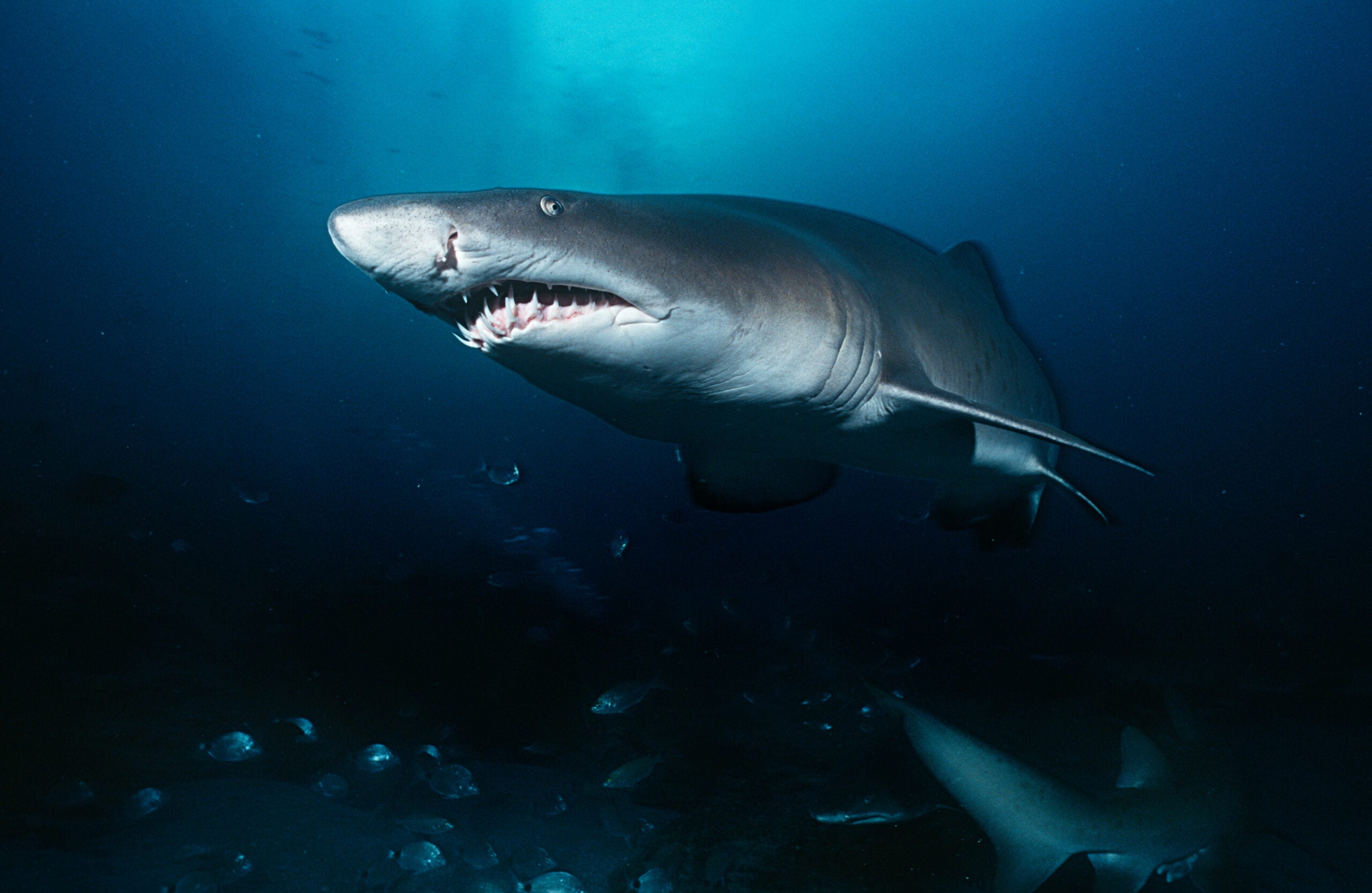 Sand tiger shark swimming in the ocean