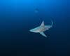 sandbar shark swimming in florida waters