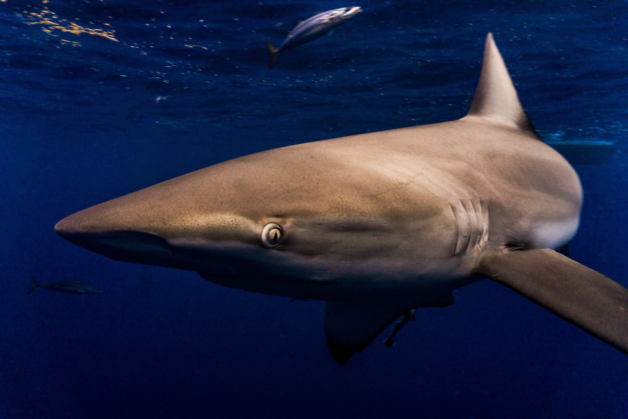 a closeup shot of a dusky shark