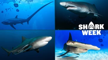 Types of Sharks: 15 Shark Species You’re Most Likely to Catch
