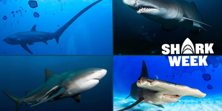 Types of Sharks: 15 Shark Species You’re Most Likely to Catch