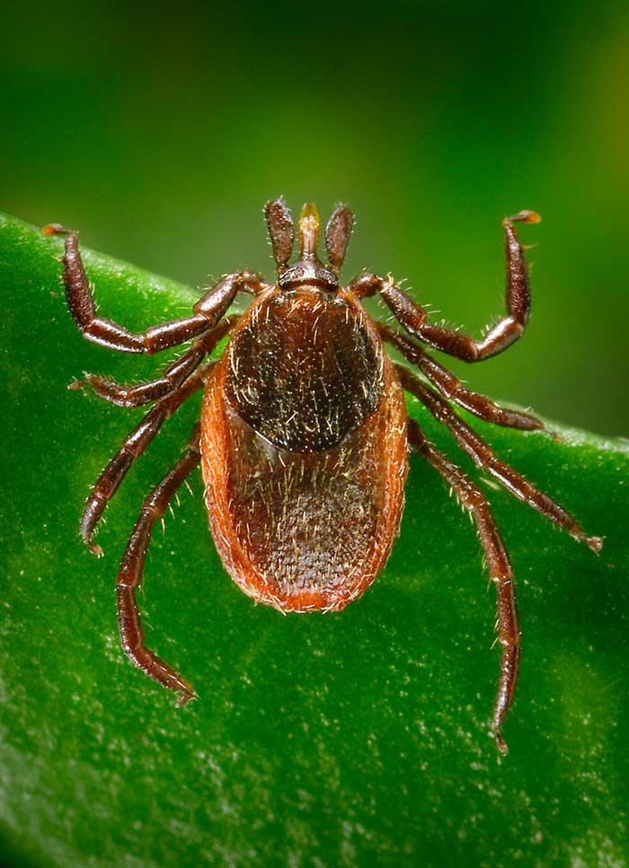 adult female western blacklegged tick, Ixodes pacificus, on a blade of grass