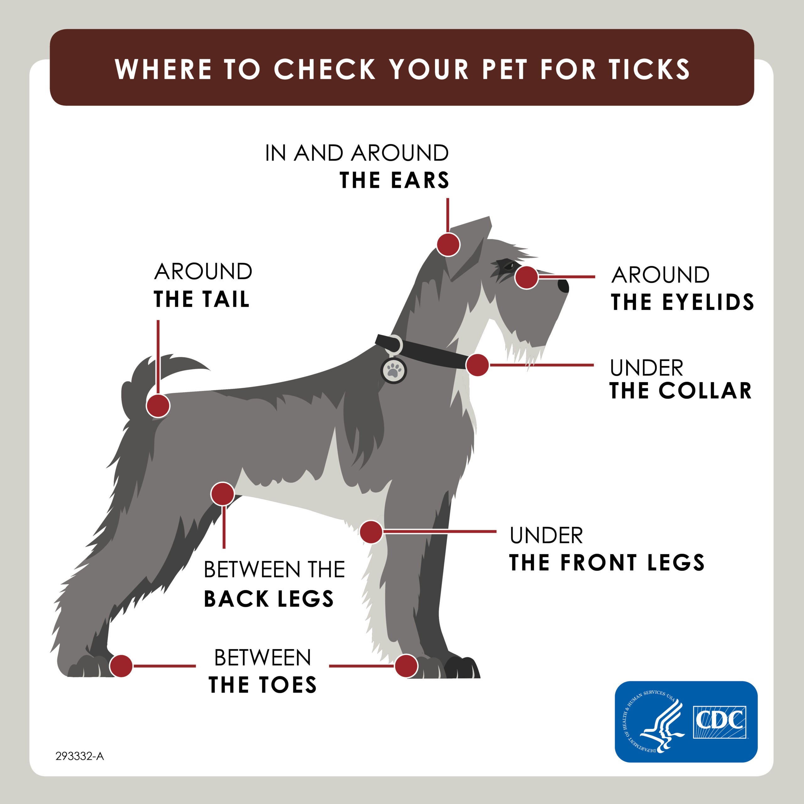 a guide on where to check your dog for ticks
