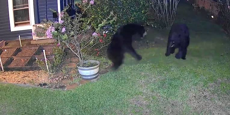 Watch an Epic Battle Between Two Black Bears Filmed in a Florida Backyard