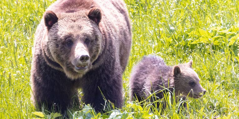 Grizzly Bear Kills Woman Near Yellowstone National Park