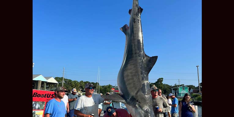 Alabama Man Lands Huge Tiger Shark Weighing More Than 1,000 Pounds