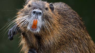 Giant Beaver with Rabies Attacks Young Girl Swimming in Georgia Lake