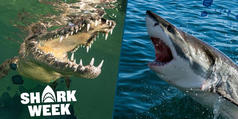 Shark vs Crocodile