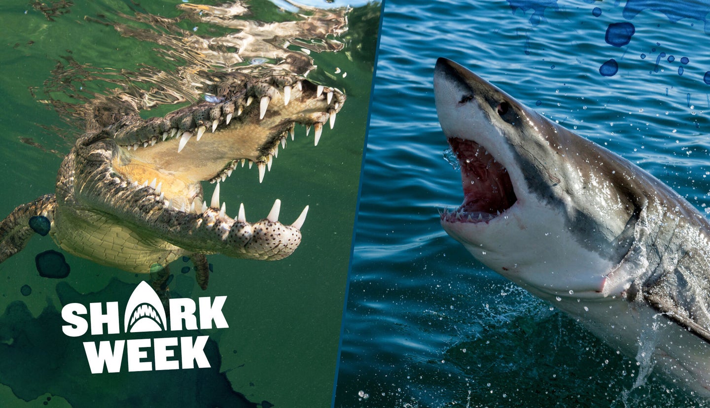 photo of shark vs crocodile with both animals facing off
