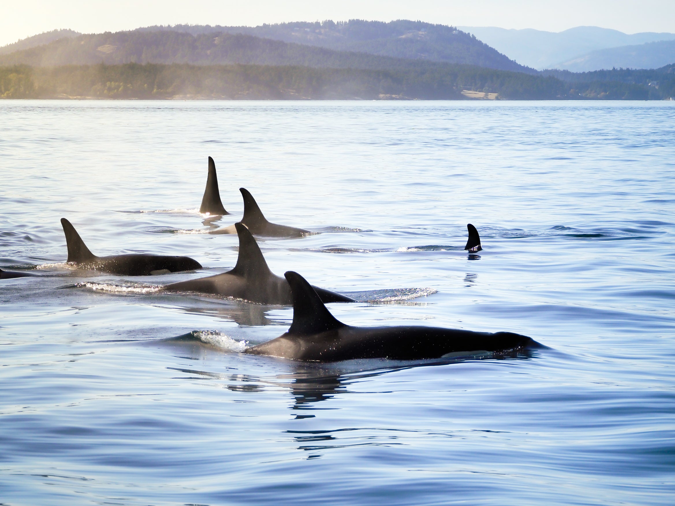 a pod of killer whales hunting together