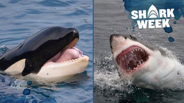 Killer Whale vs Shark