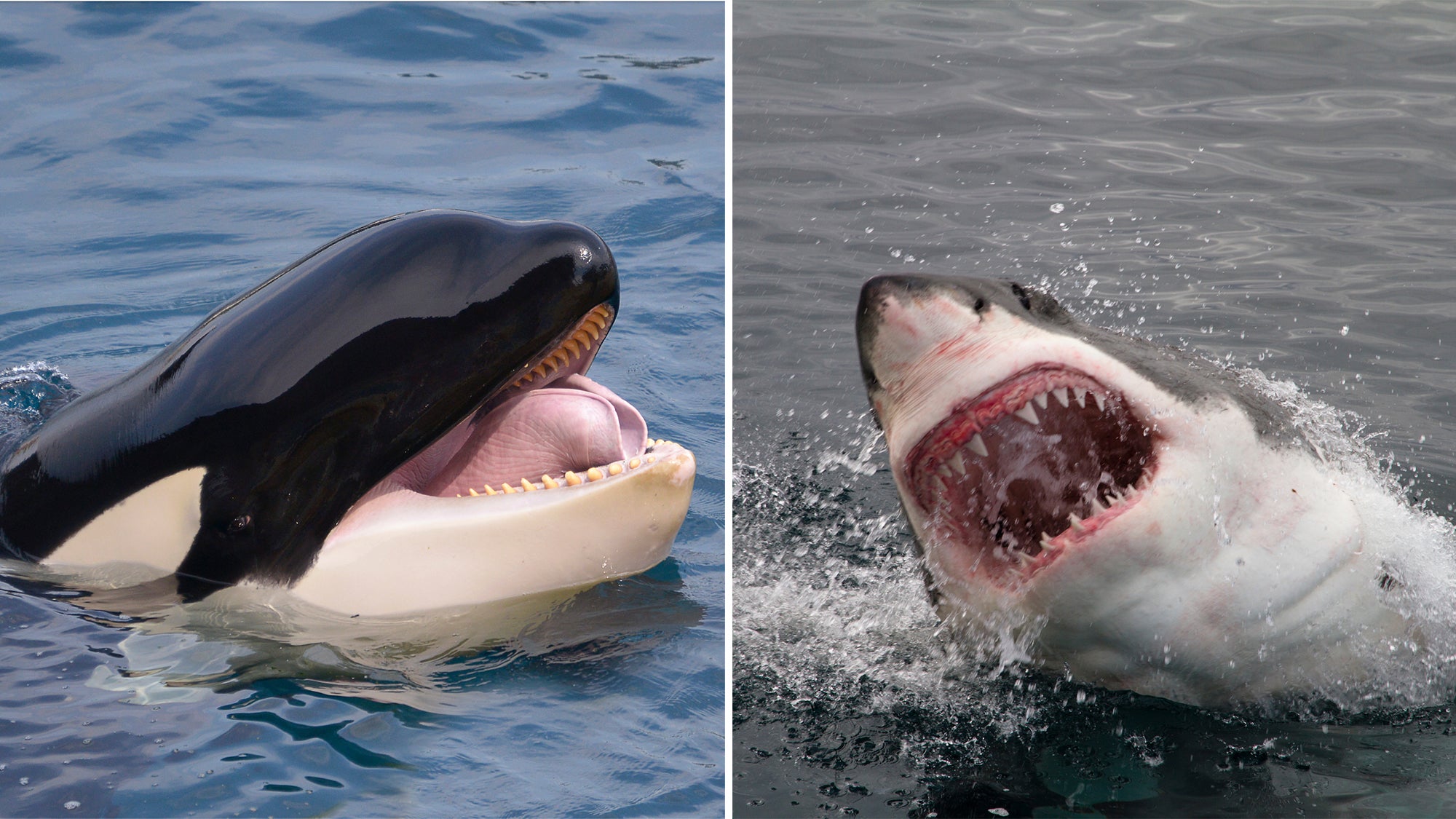photo comparison of killer whale teeth vs great white shark teech