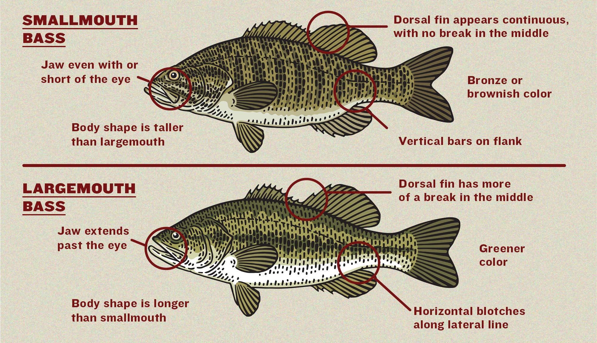 illustration showing how to identify smallmouth vs largemouth bass