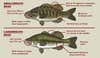 illustration showing how to identify smallmouth vs largemouth bass
