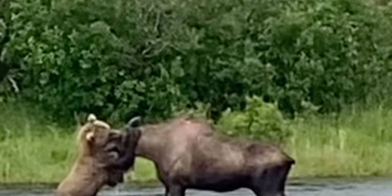 Watch an Alaskan Brown Bear Take Down a Moose in the Middle of a River