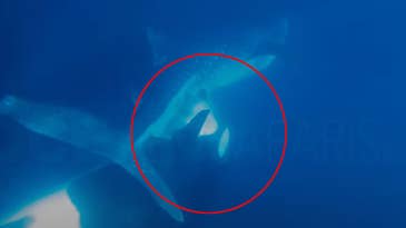 Watch an Orca Remove and Eat a Live Whale Shark’s Liver