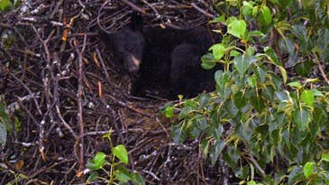 Alaskan Wildlife Officials Found a Black Bear in a Bald Eagle’s Nest