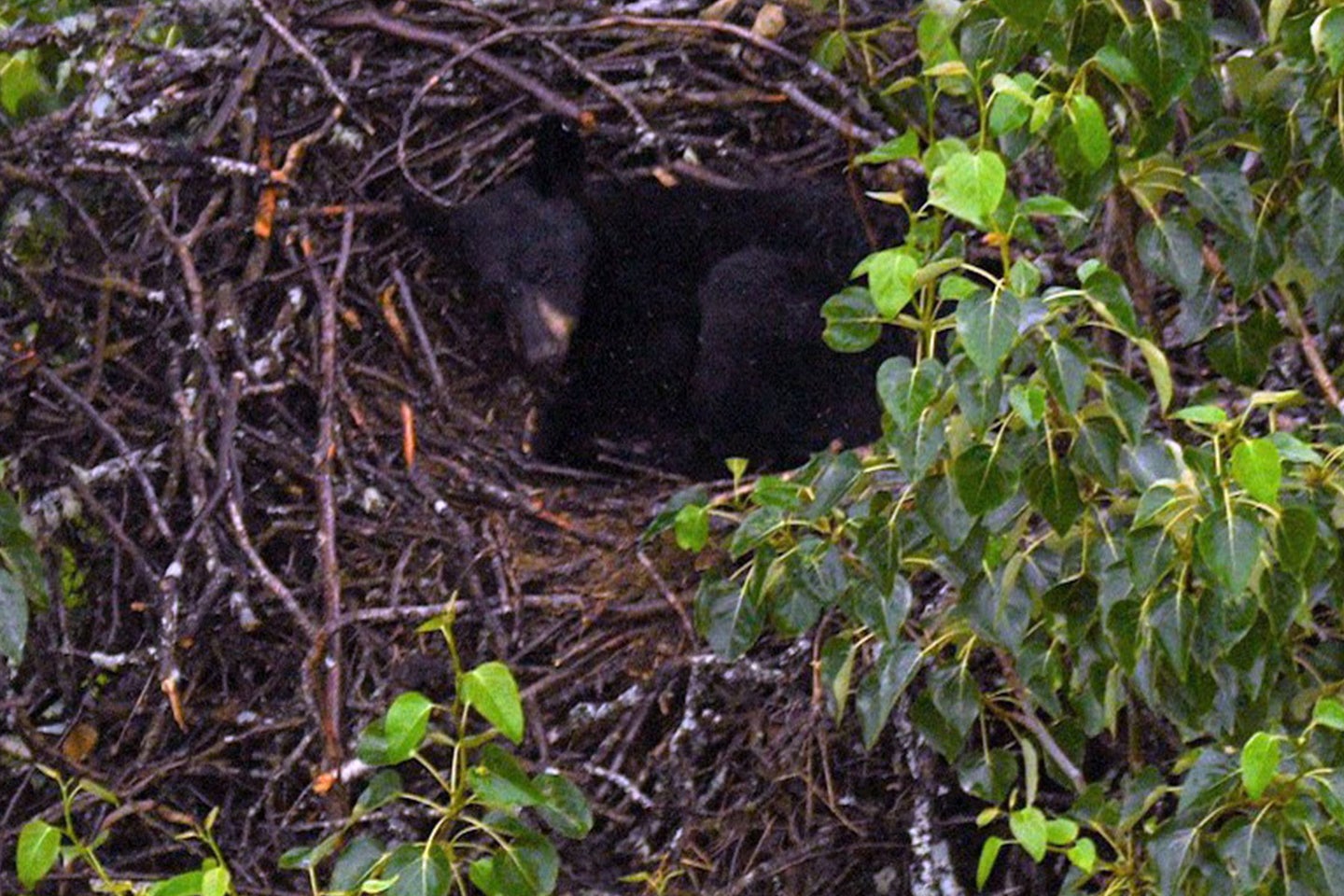 There are an estimated 100,000 black bears in the state of Alaska.