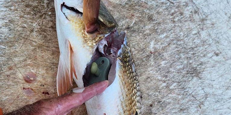 Florida Fishing Guide Finds Missing Pacifier Inside the Belly of a Redfish