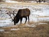 photo of bull elk eating grass in a winter meadow