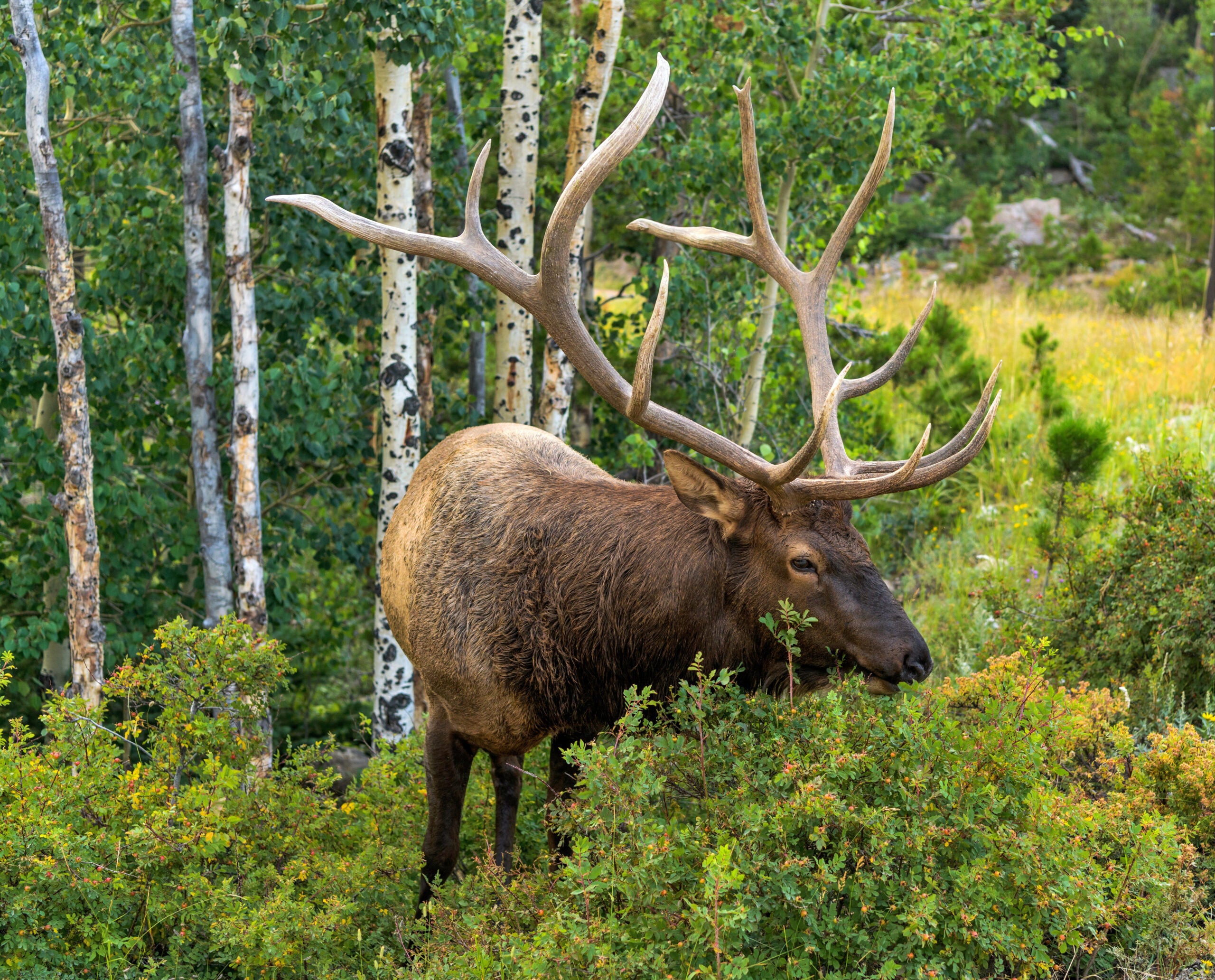 photo of a big bull elk browsing on a mountain shrubs