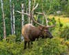 photo of a big bull elk browsing on a mountain shrubs