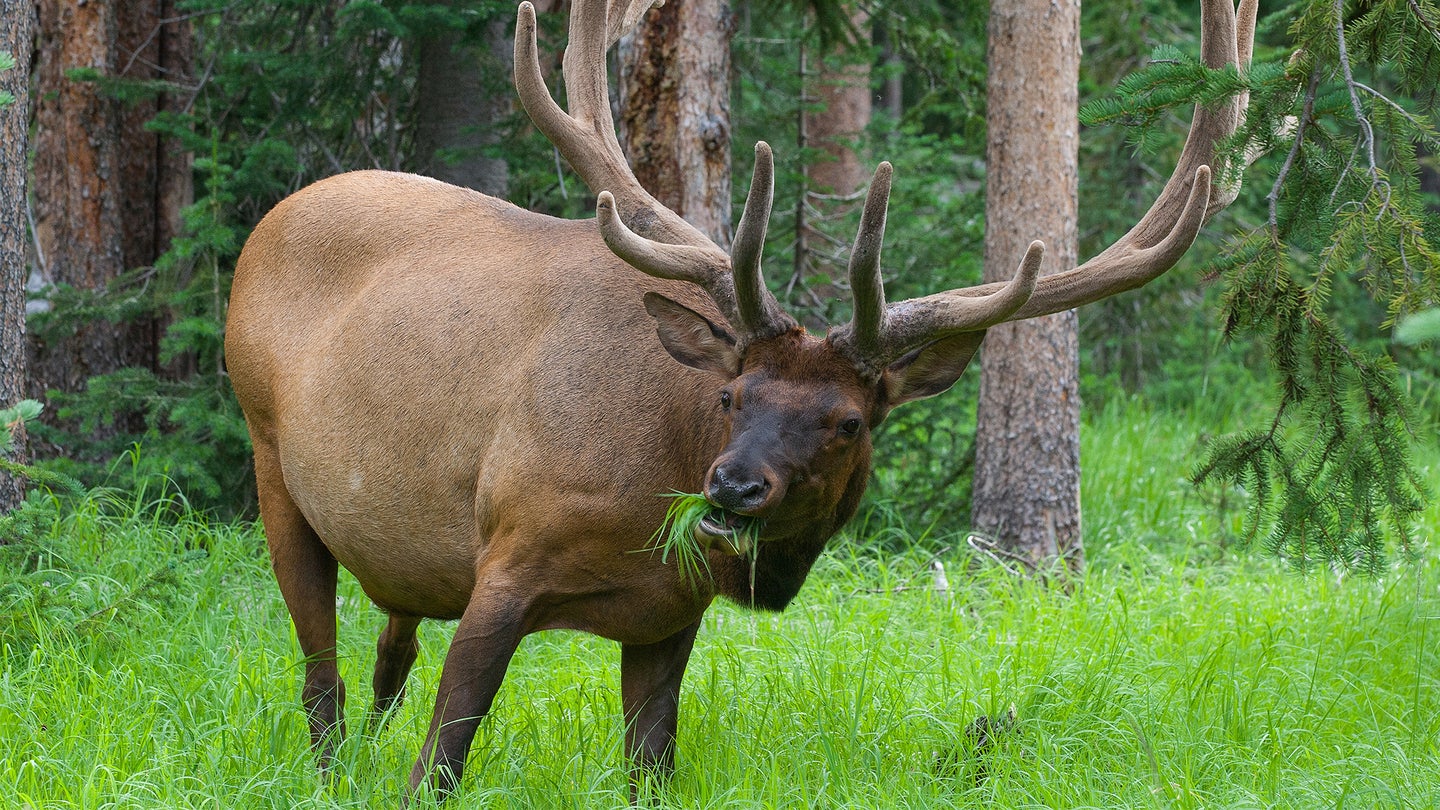 photo of a bull elk eating grass in a summer meadow show what elk eat