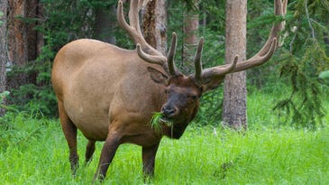 What Do Elk Eat? Top 10 Favorite Foods