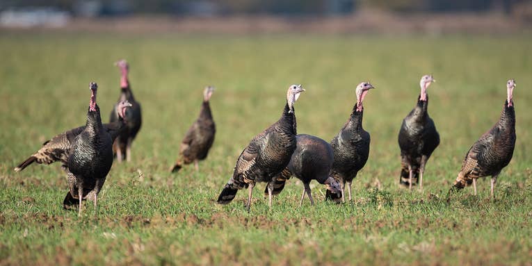 7 Arrested in Illinois for Using Rifles with Silencers and Thermal Optics to Poach Turkeys at Night