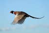 photo of pheasant flying