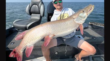 Watch: Minnesota Angler Boats Massive Muskie Just Inches Shy of State Record