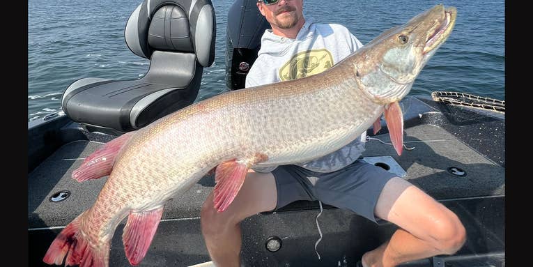 Watch: Minnesota Angler Boats Massive Muskie Just Inches Shy of State Record