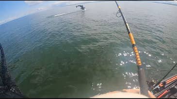 Watch a Kayak Fisherman Accidentally Catch a Great White Shark