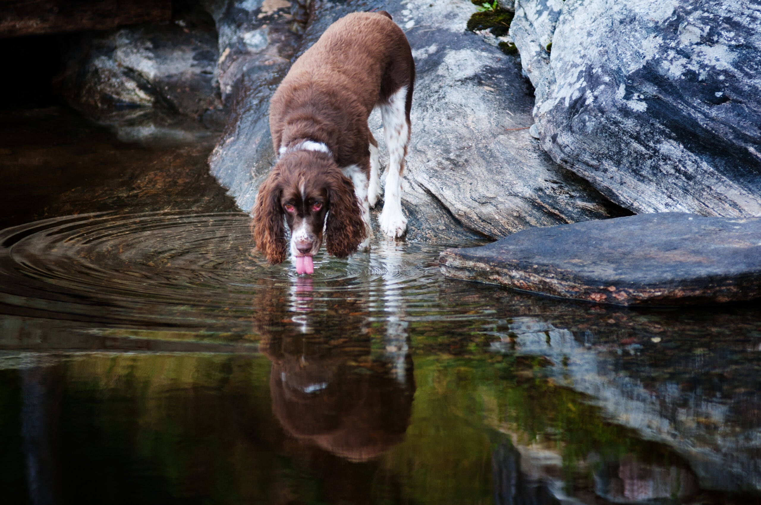 photo of dog in cooling off in water to avoid dehydration and heatstroke