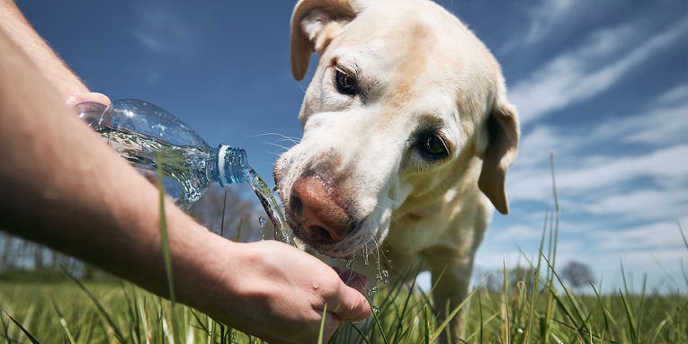 How to Tell If a Dog Is Dehydrated