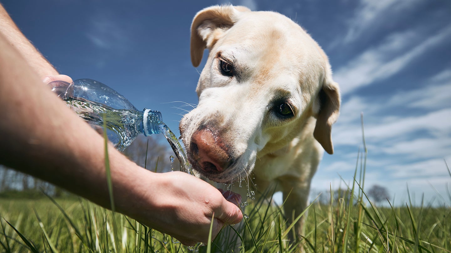 photo of owner giving dog a drink to prevent dehydration