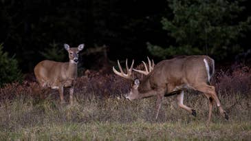 The Standoff: A Dream Hunt in the Whitetail Woods