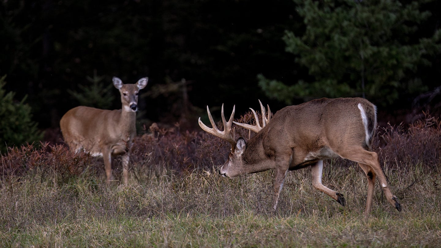 large whitetail buck with head down approaches doe in field