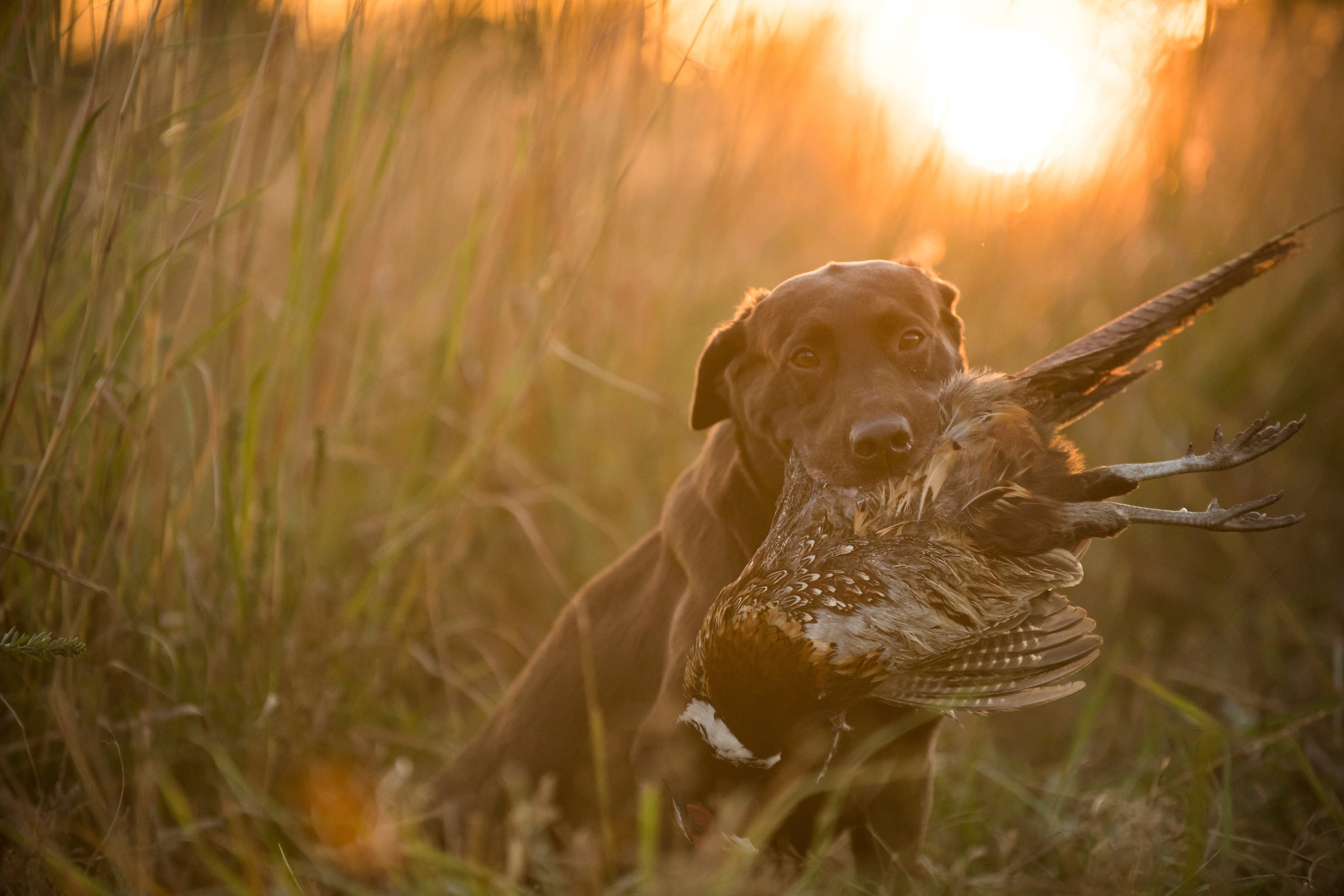 photo of lab with pheasant in it's mouth on a warm day