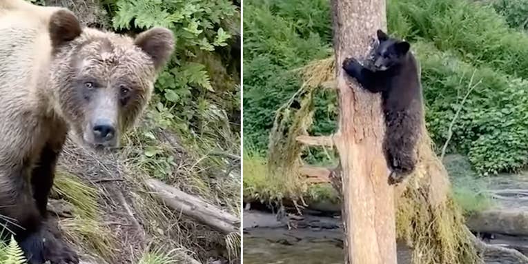 Watch: Black Bear Defends Cub Against Brown Bear in Alaska